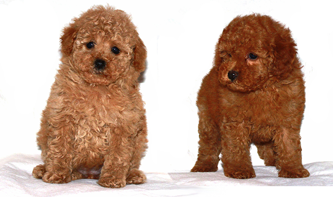 teddy bear poodles for sale