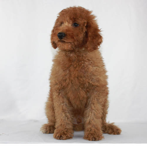 toy poodle puppy care