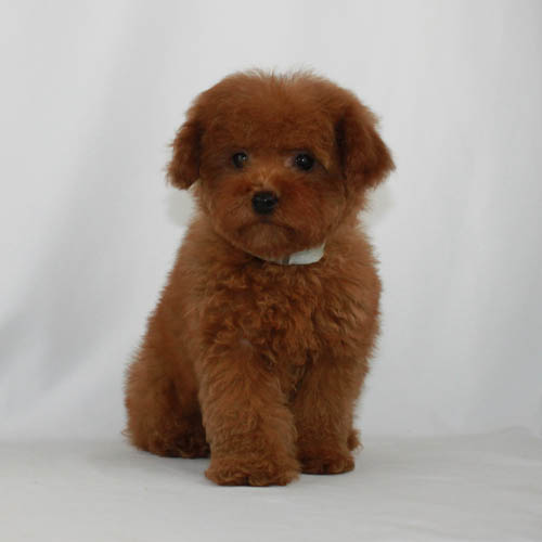 japanese red toy poodle