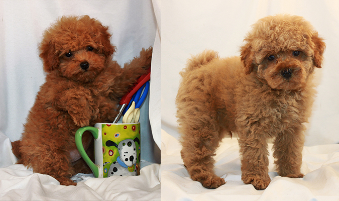 apricot teacup poodle