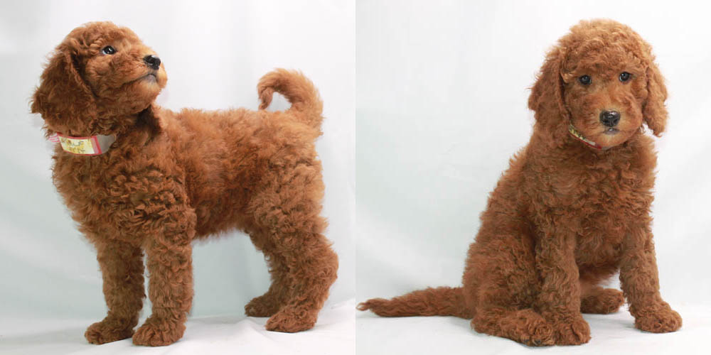 red teddy bear poodle