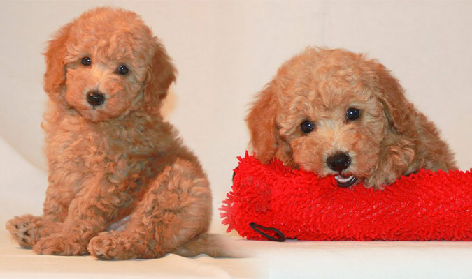 teddy bear poodles