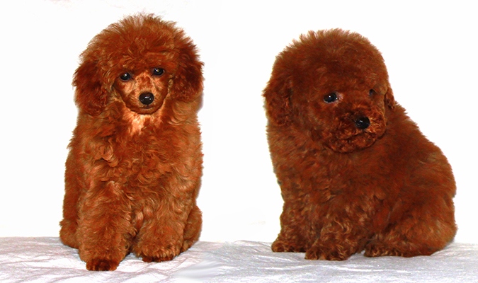 akc toy poodle breeders