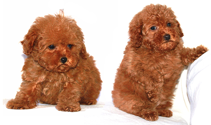 toy poodle puppies near me