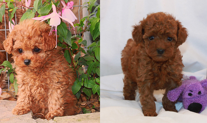 Toy Poodle Breeder \u0026 AKC Puppies for 