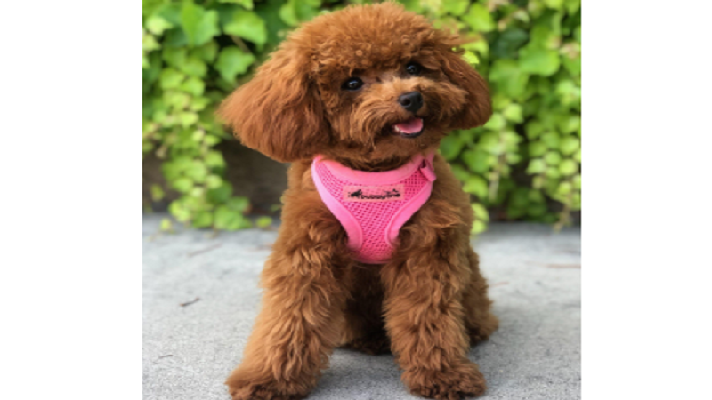 Droll Toy Poodle Puppy For Sale Los Angeles