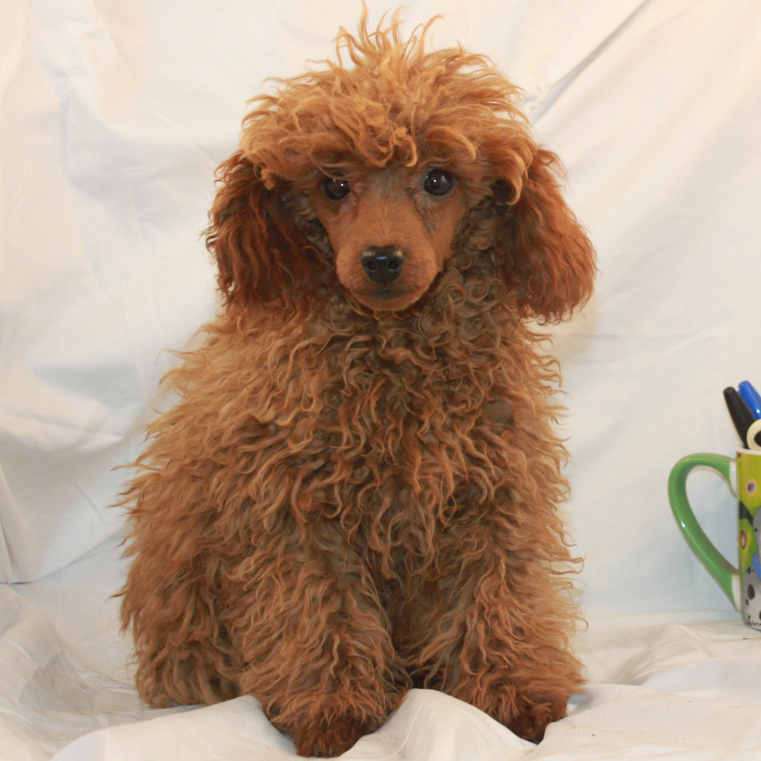 Miniature & Toy Poodle Breeder California at Scarlet's Fancy Poodles