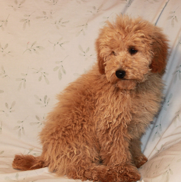 Teddy Bear Cut - Grooming Styles for Poodles from Scarlet ...