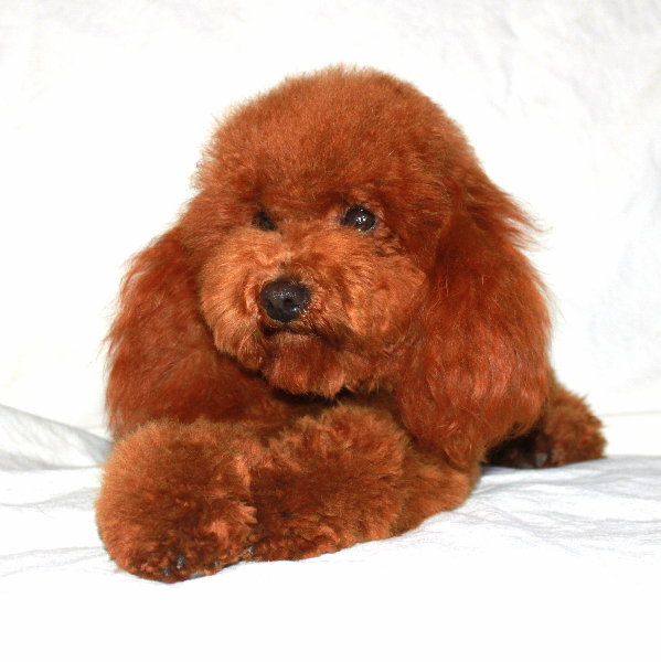 apricot standard poodle teddy bear cut