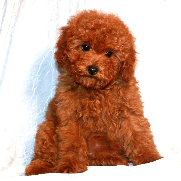 Teddy Bear Cut Grooming Styles for Poodles from Scarlet