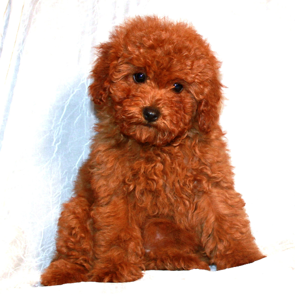 red teddy bear dog