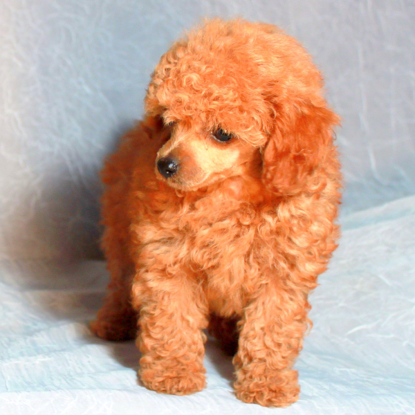 Teddy Bear Cut Grooming Styles For Poodles From Scarlet S