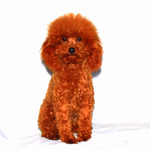 red mini poodle for sale