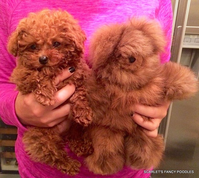 Teddy Bear Cut - Grooming Styles for Poodles from Scarlet's Fancy Poodles