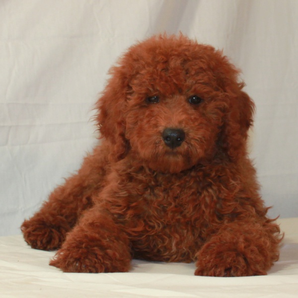 red poodles for sale