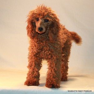 french poodle red