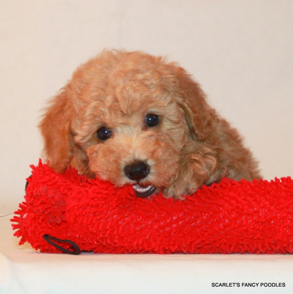 Christmas Gifts for Poodle owners | Scarlet's Fancy