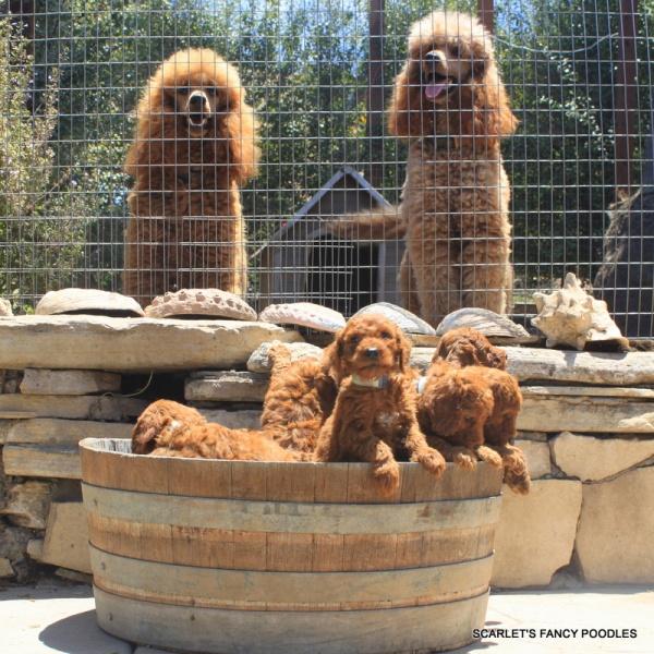 Red and Apricot Poodle Breeder