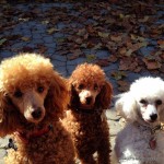 Red and White Poodles