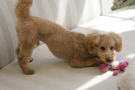 Poodle Playing with a Stuffed Toy