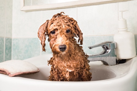 how to bathe a toy poodle