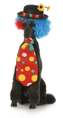 poodle in Halloween costume