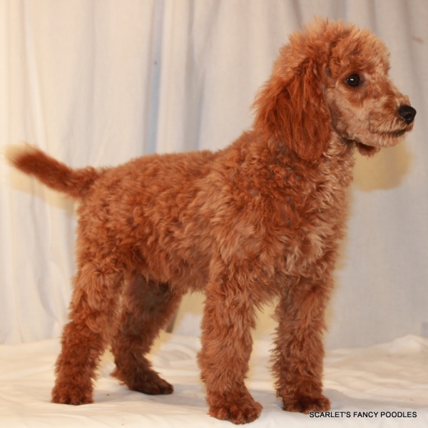 8 Teacup Poodle Facts - Fact Animal
