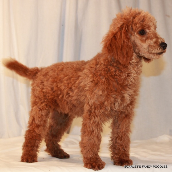 Poodle (Toy and Miniature) Facts - Wisdom Panel™ Dog Breeds