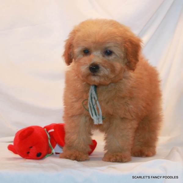 Owning a sale toy poodle