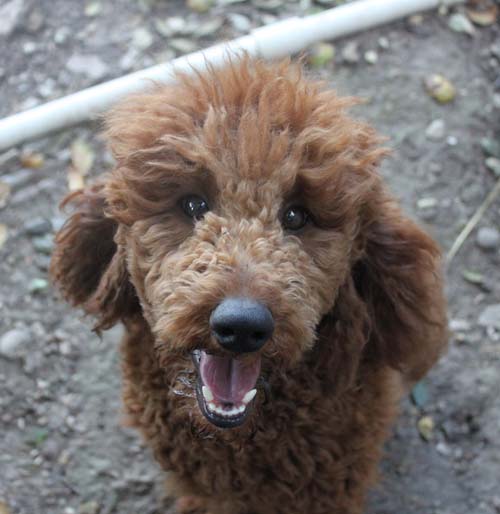 Toy poodle hot sale teeth