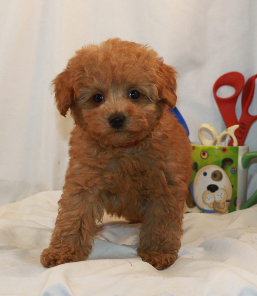 Miniature & Toy Poodle Breeder California at Scarlet's Fancy Poodles