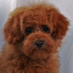 Red Poodle Puppy