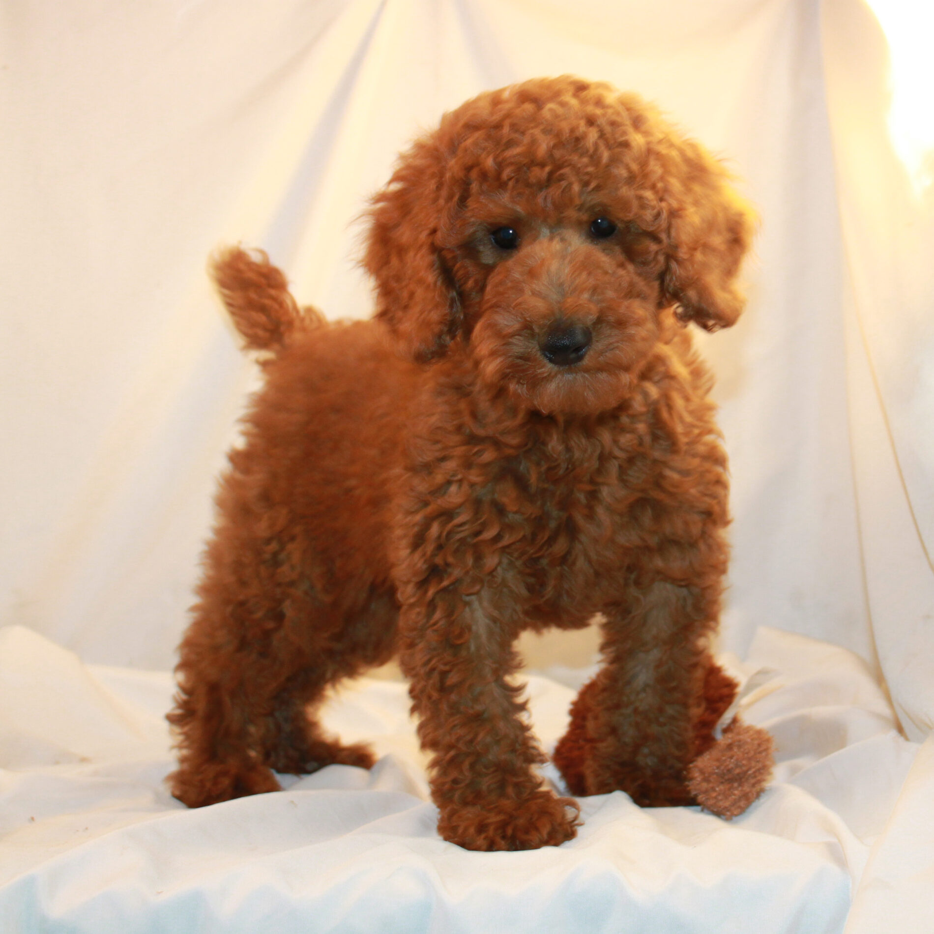 red poodle stuffed animal