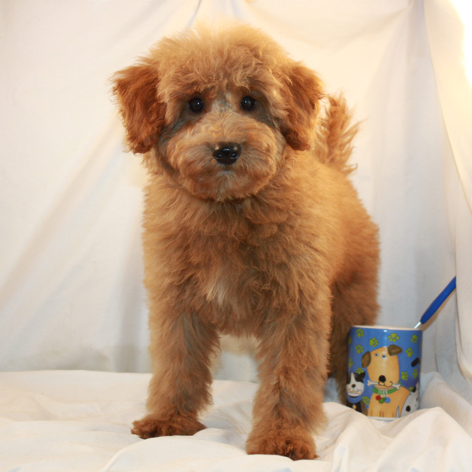 Available Puppies Red and Apricot Poodles Scarlet's Fancy Poodles