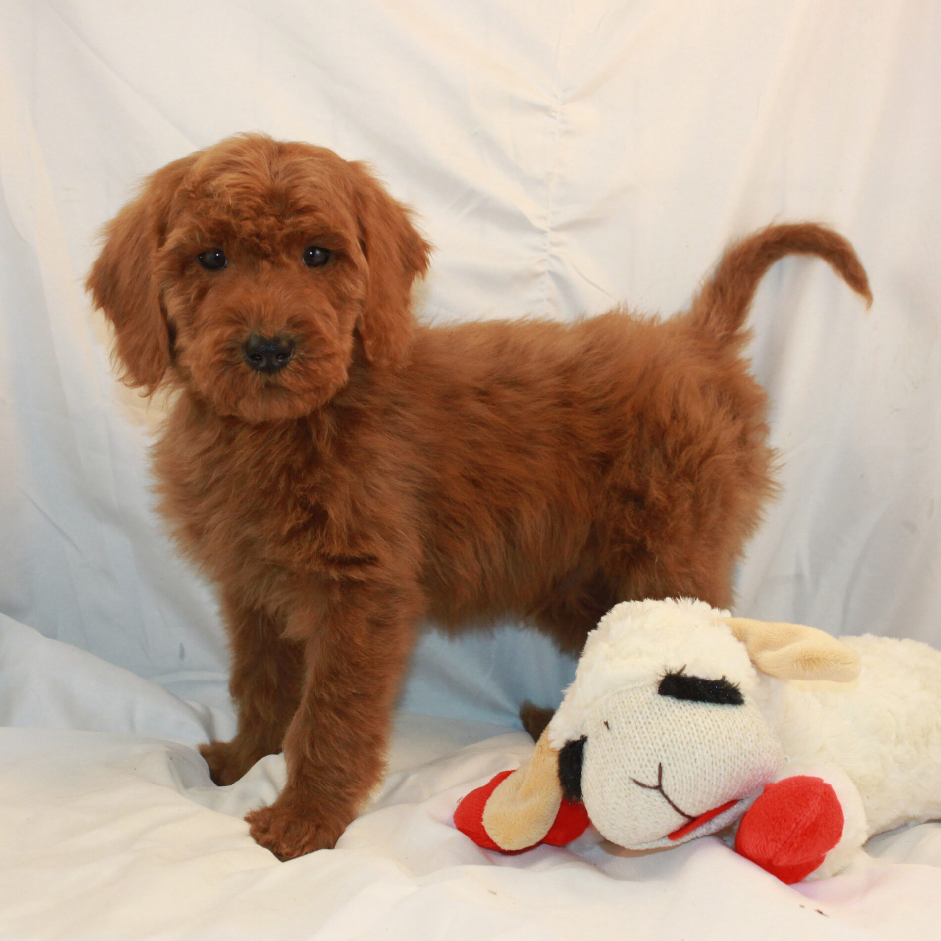 Available Puppies: Red and Apricot Poodles | Scarlet's Fancy Poodles