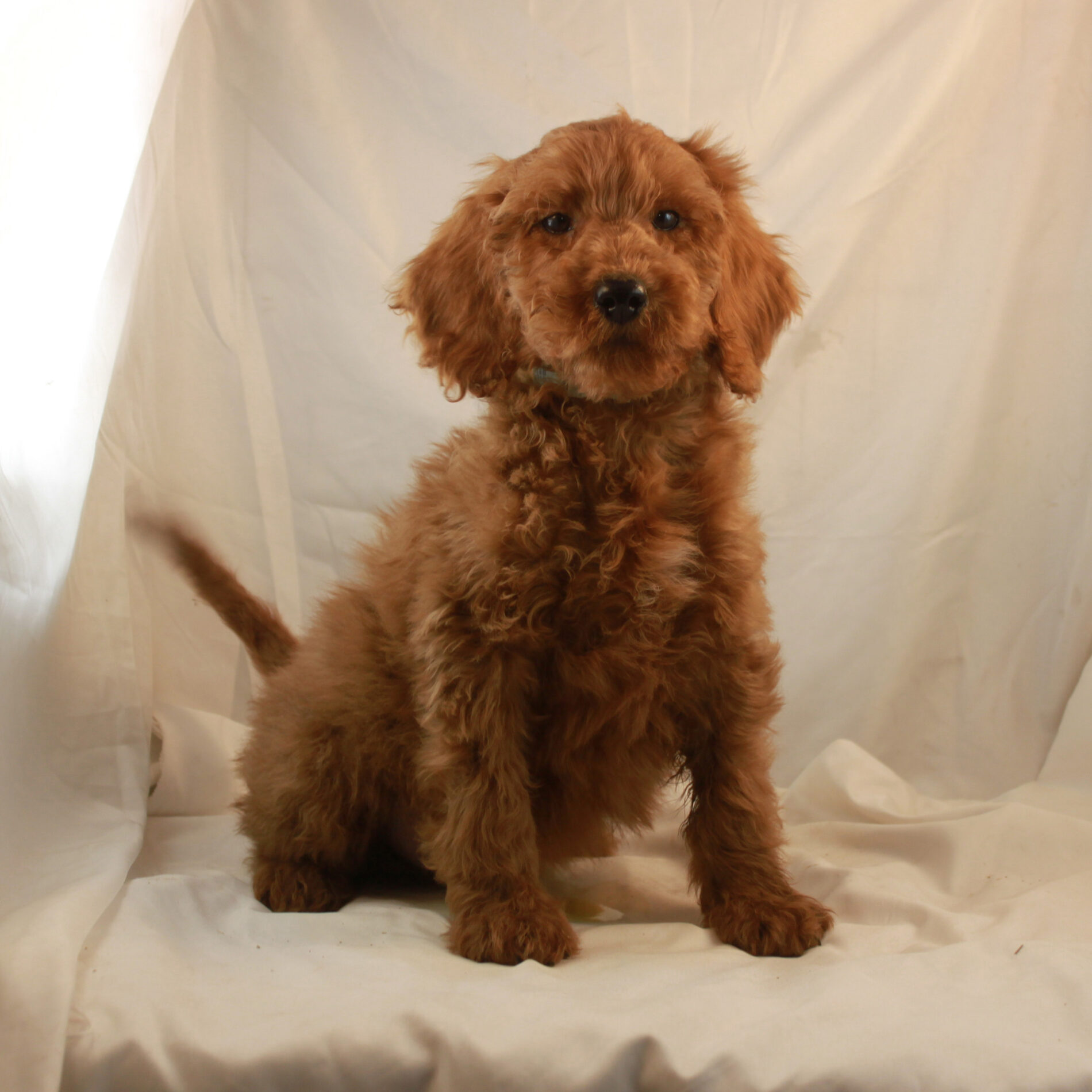 available-puppies-red-and-apricot-poodles-scarlet-s-fancy-poodles