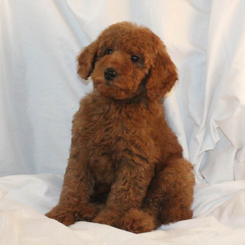 red miniature poodle puppies for sale
