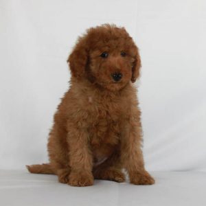 Miniature & Toy Poodle Breeder California at Scarlet's Fancy Poodles