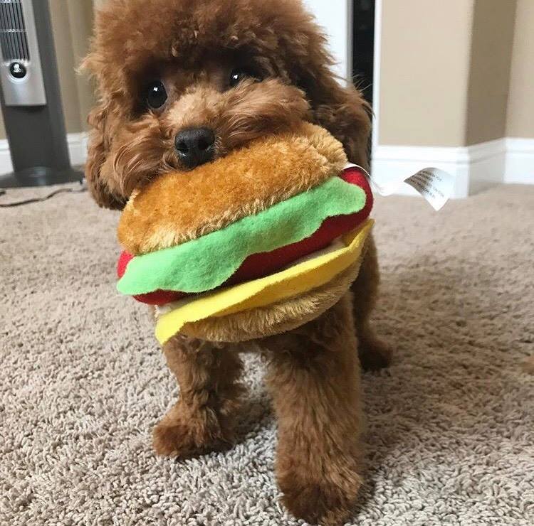 Red Poodle Puppy with Toy