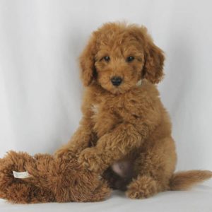 Miniature & Toy Poodle Breeder California at Scarlet's Fancy Poodles