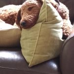 Sleeping Red Poodle on Couch