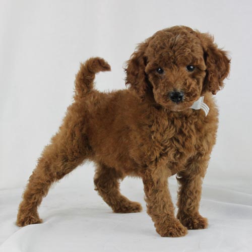 Available Puppies: Red and Apricot Poodles | Scarlet's Fancy Poodles