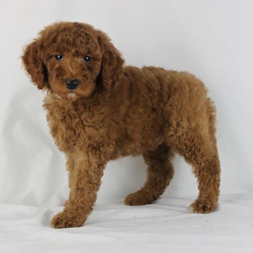 Available Puppies: Red and Apricot Poodles | Scarlet's Fancy Poodles