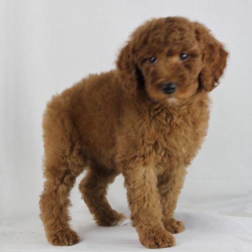 Available Puppies: Red and Apricot Poodles | Scarlet's Fancy Poodles