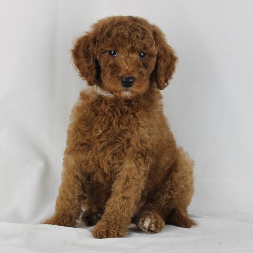 Available Puppies: Red and Apricot Poodles | Scarlet's Fancy Poodles