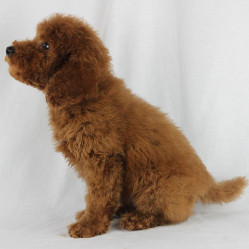 Available Puppies: Red and Apricot Poodles | Scarlet's Fancy Poodles