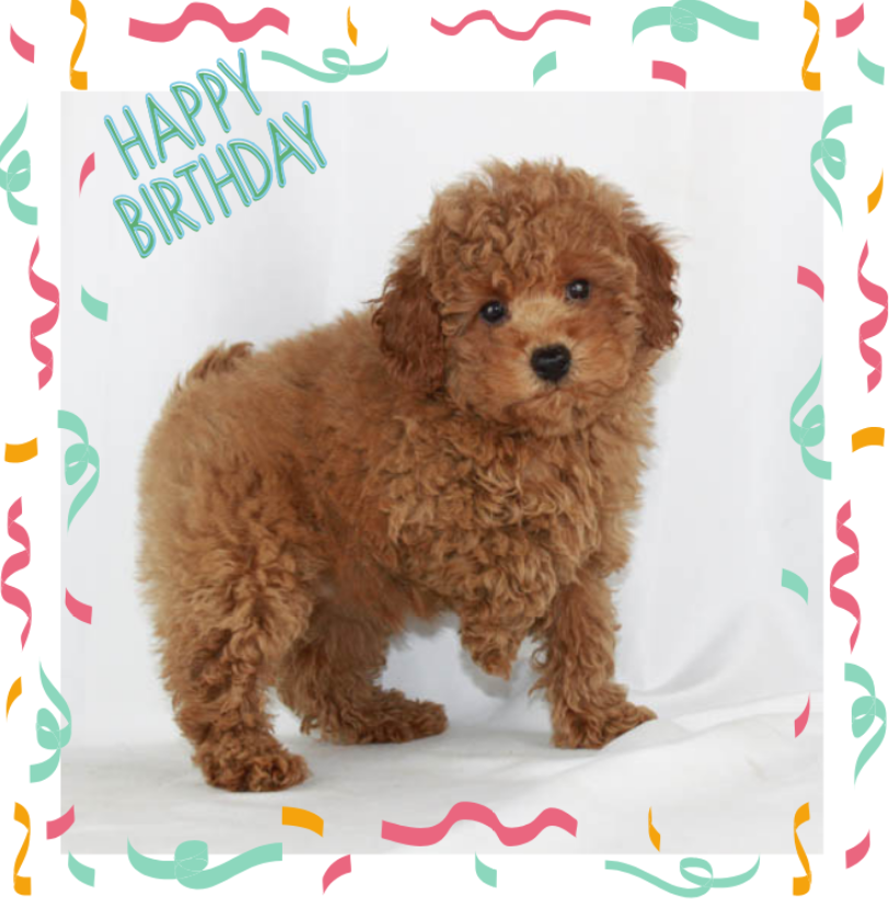 Celebrating Your Poodle on their Birthday