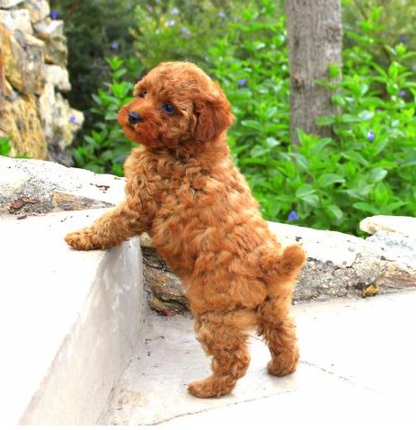 https://redandapricotpoodles.com/wp-content/uploads/2019/04/puppy.jpg