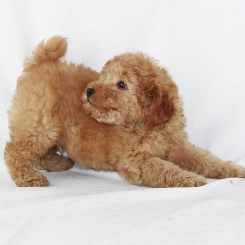 Available Puppies: Apricot and Red Poodles | Scarlet's Fancy Poodles