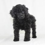 Photo of Black Poodle Puppy